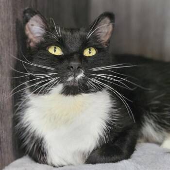 Celeste -  Domestic Short Hair Cat for Adoption in Lakewood, Colorado - Celeste | PetCurious