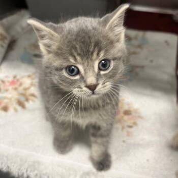 Plankton -  Domestic Short Hair Cat for Adoption in Durango, Colorado - Plankton | PetCurious