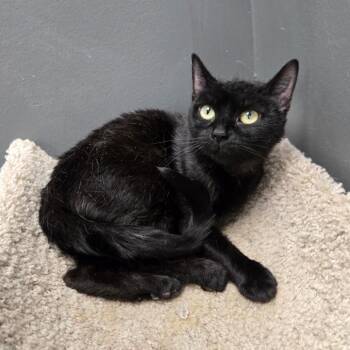 Precious -  Domestic Short Hair Cat for Adoption in Buffalo, New York - Precious | PetCurious