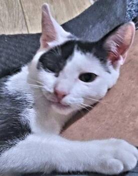 Happy -  Domestic Short Hair Cat for Adoption in Rutherfordton, North Carolina - Happy | PetCurious