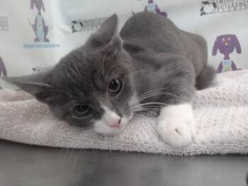 LINK -  Domestic Short Hair Cat for Adoption in Orlando, Florida - LINK | PetCurious