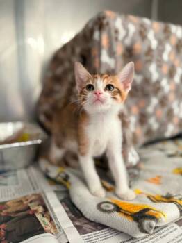 Honey Comb -  Domestic Short Hair Cat for Adoption in Detroit, Michigan - Honey Comb | PetCurious
