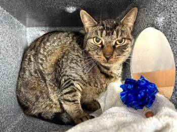 Rescue Domestic Short Hair Cats for Adoption in New York, New York - Berto | PetCurious