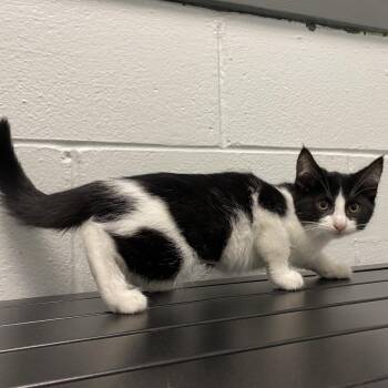 Hunter -  Domestic Short Hair Cat for Adoption in Dayton, Ohio - Hunter | PetCurious