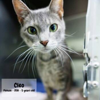 Cleo -  Domestic Short Hair Cat for Adoption in Buffalo, Minnesota - Cleo | PetCurious