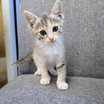 Cash -  Domestic Short Hair Cat for Adoption in Tampa, Florida - Cash | PetCurious