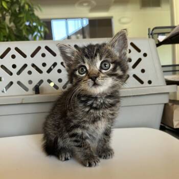 Harriet -  Domestic Short Hair Cat for Adoption in Pacific Grove, California - Harriet | PetCurious