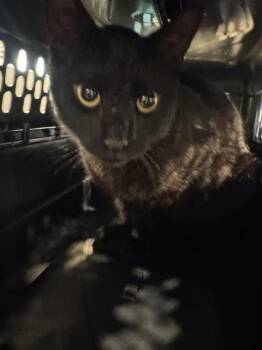ZIGGY -  Domestic Short Hair Cat for Adoption in Brentwood, Missouri - ZIGGY | PetCurious
