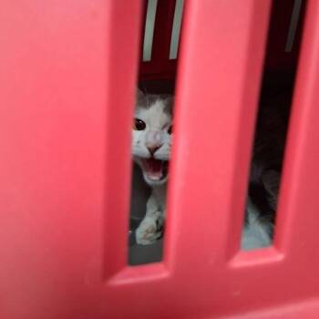 Emily -  Domestic Short Hair Cat for Adoption in Lake Havasu City, Arizona - Emily | PetCurious
