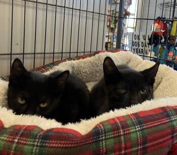Spice -  Domestic Short Hair Cat for Adoption in Parma, Ohio - Spice | PetCurious