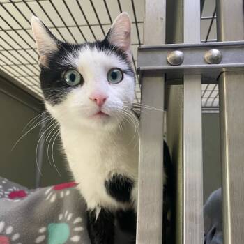 Rescue Domestic Short Hair Cats for Adoption in Riverwoods, Illinois - Sienna | PetCurious