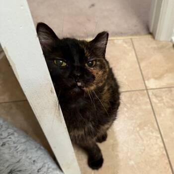 Rescue Domestic Short Hair Cats for Adoption in Gibsonia, Pennsylvania - Phlegm | PetCurious