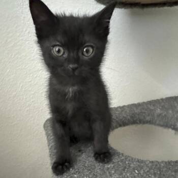 Domestic Short Hair Cats Available for Adoption - Gothling 32 | PetCurious
