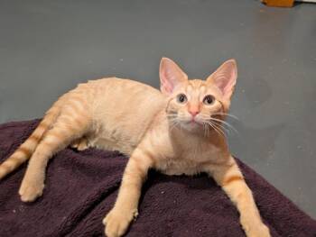 SHIITAKE -  Domestic Short Hair Cat for Adoption in Fort Wayne, Indiana - SHIITAKE | PetCurious