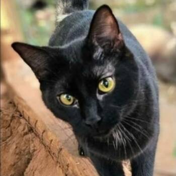 Scully -  Domestic Short Hair Cat for Adoption in Warr Acres, Oklahoma - Scully | PetCurious