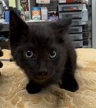 MEGALADON -  Domestic Short Hair Cat for Adoption in Aliquippa, Pennsylvania - MEGALADON | PetCurious
