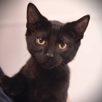 Rescue Domestic Short Hair Cats for Adoption in Amsterdam, New York - Tootsie | PetCurious