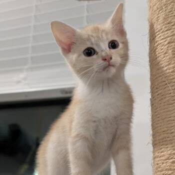 Domestic Short Hair Cats Available for Adoption - Ophelia | PetCurious