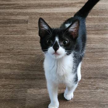 Whoopsie Daisy -  Domestic Short Hair Cat for Adoption in Port Neches, Texas - Whoopsie Daisy | PetCurious