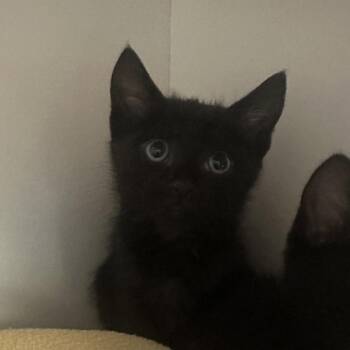 Domestic Short Hair Cats Available for Adoption in Walnut Creek, California - Hawks | PetCurious