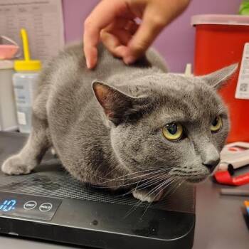 Sheba -  Domestic Short Hair Cat for Adoption in Cedar Rapids, Iowa - Sheba | PetCurious