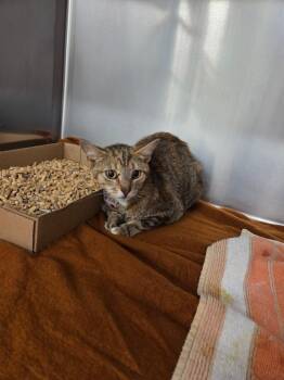 Mulan -  Domestic Short Hair Cat for Adoption in Athens, Tennessee - Mulan | PetCurious