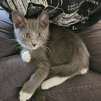 Treasure -  Domestic Short Hair Cat Available for Adoption in Tucson, Arizona - Treasure | PetCurious