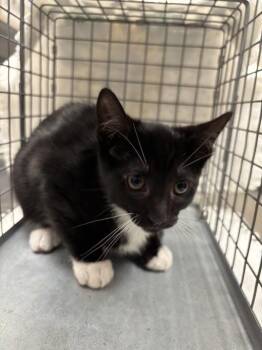 LITTLE ONE -  Domestic Short Hair Cat Available for Adoption in Las Vegas, Nevada - LITTLE ONE | PetCurious