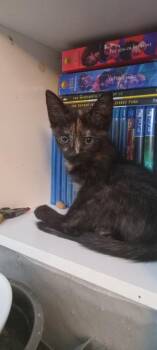 Robyn -  Domestic Short Hair Cat for Adoption in Yuma, Arizona - Robyn | PetCurious