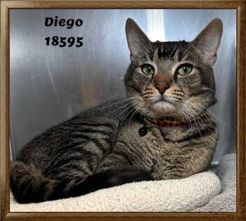 Domestic Short Hair and Tabby Cats Available for Adoption in Marietta, Georgia - DIEGO | PetCurious