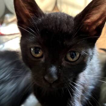 Snuffleupagus -  Domestic Short Hair Cat for Adoption in East Hanover, New Jersey - Snuffleupagus | PetCurious