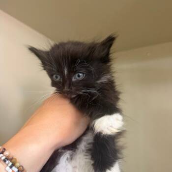 Sylvester -  Domestic Long Hair Cat for Adoption in Spanish Fork, Utah - Sylvester | PetCurious