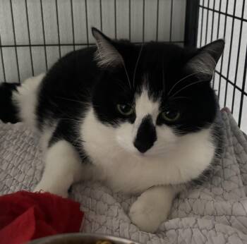 Tuxedo Cats Available for Adoption - Binxy | PetCurious