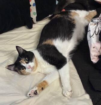 Kiko -  Calico Cat for Adoption in Chandler, Arizona - Kiko | PetCurious
