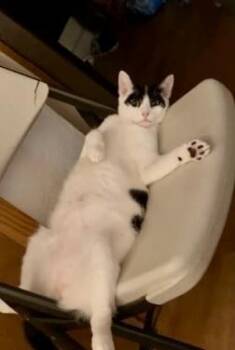 Domestic Short Hair Cats Available for Adoption - Ace | PetCurious