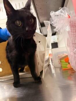 Domestic Short Hair Cats Available for Adoption in Fruit Heights, Utah - Gladys | PetCurious