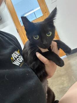 Domestic Short Hair Cats Available for Adoption in Thousand Oaks, California - Ladie | PetCurious
