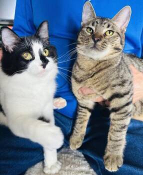 Rescue Domestic Long Hair Cats for Adoption in Liverpool, Texas - Lincoln & Finley | PetCurious