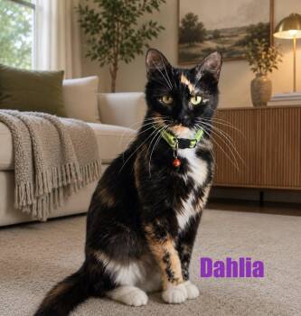 Domestic Medium Hair Cats Available for Adoption in Clarksville, Tennessee - Dahlia | PetCurious