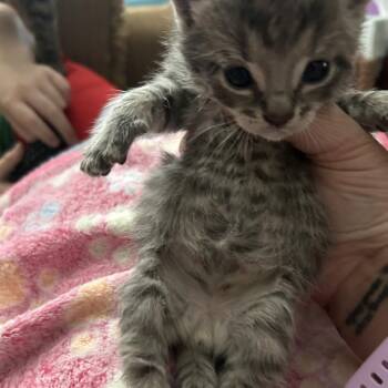 Domestic Short Hair Cats Available for Adoption in Greensboro, North Carolina - Pebble | PetCurious