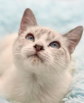 Siamese Cats Available for Adoption - Cedar | PetCurious