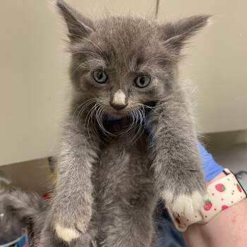 Tom -  Domestic Short Hair Cat for Adoption in Columbus, Georgia - Tom | PetCurious