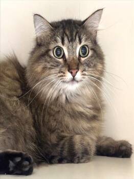 LEON -  Domestic Long Hair Cat for Adoption in Dedham, Massachusetts - LEON | PetCurious