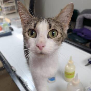 Domestic Short Hair Cats Available for Adoption in Canton, Illinois - Lily | PetCurious