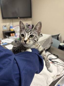 Mittens -  Domestic Short Hair Cat for Adoption in Sherwood, Oregon - Mittens | PetCurious