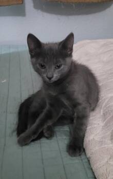 Roo -  Russian Blue and American Shorthair Cat for Adoption in Tampa, Florida - Roo | PetCurious