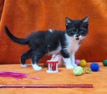 Feather -  Domestic Short Hair Cat Available for Adoption in Bucyrus, Ohio - Feather | PetCurious