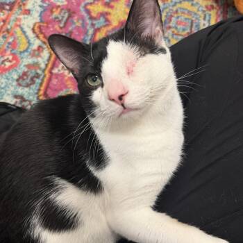 Domestic Short Hair Cats Available for Adoption in Palm Harbor, Florida - Bowie | PetCurious