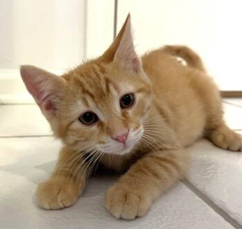Connor -  Domestic Short Hair Cat for Adoption in Lenexa, Kansas - Connor | PetCurious