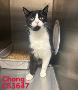 Domestic Short Hair Cats Available for Adoption - Chong | PetCurious